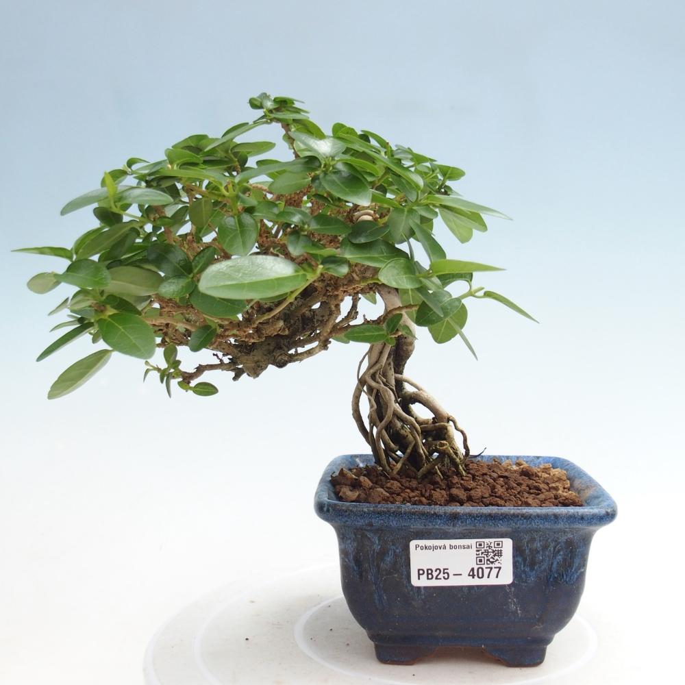 Zimmerbonsai - Premna serratifolia - Kozlovna malolista