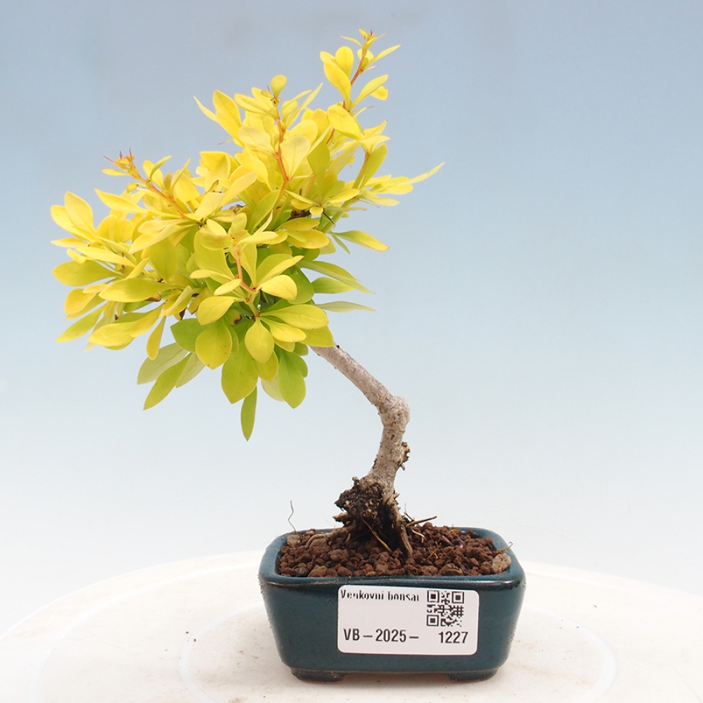 Bonsai im Freien - Berberis thunbergii - Berberitze