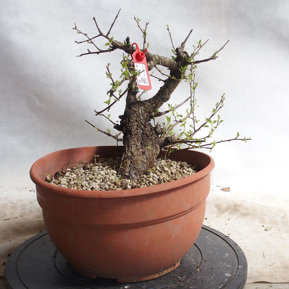 Outdoor Bonsai -Mahalebka - Prunus Mahaleb