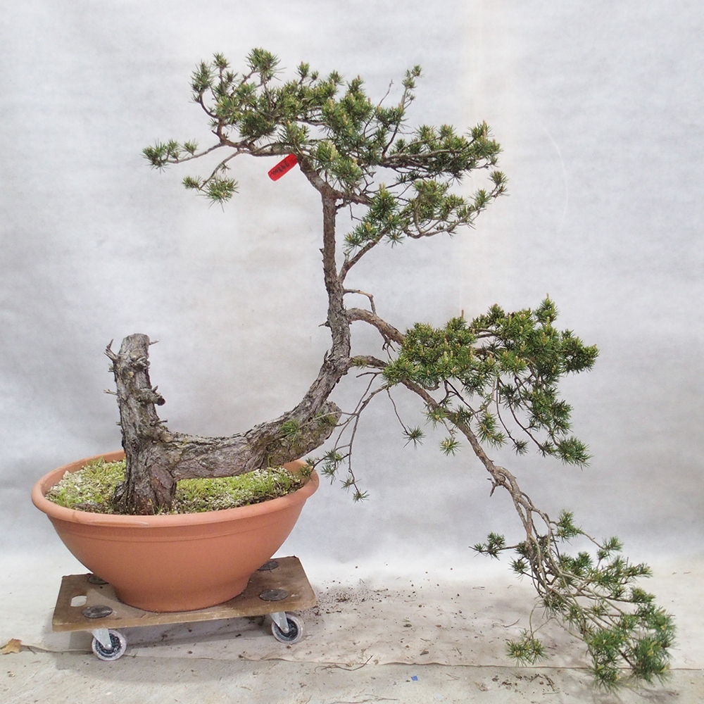 Yamadori - Pinus sylvestris 