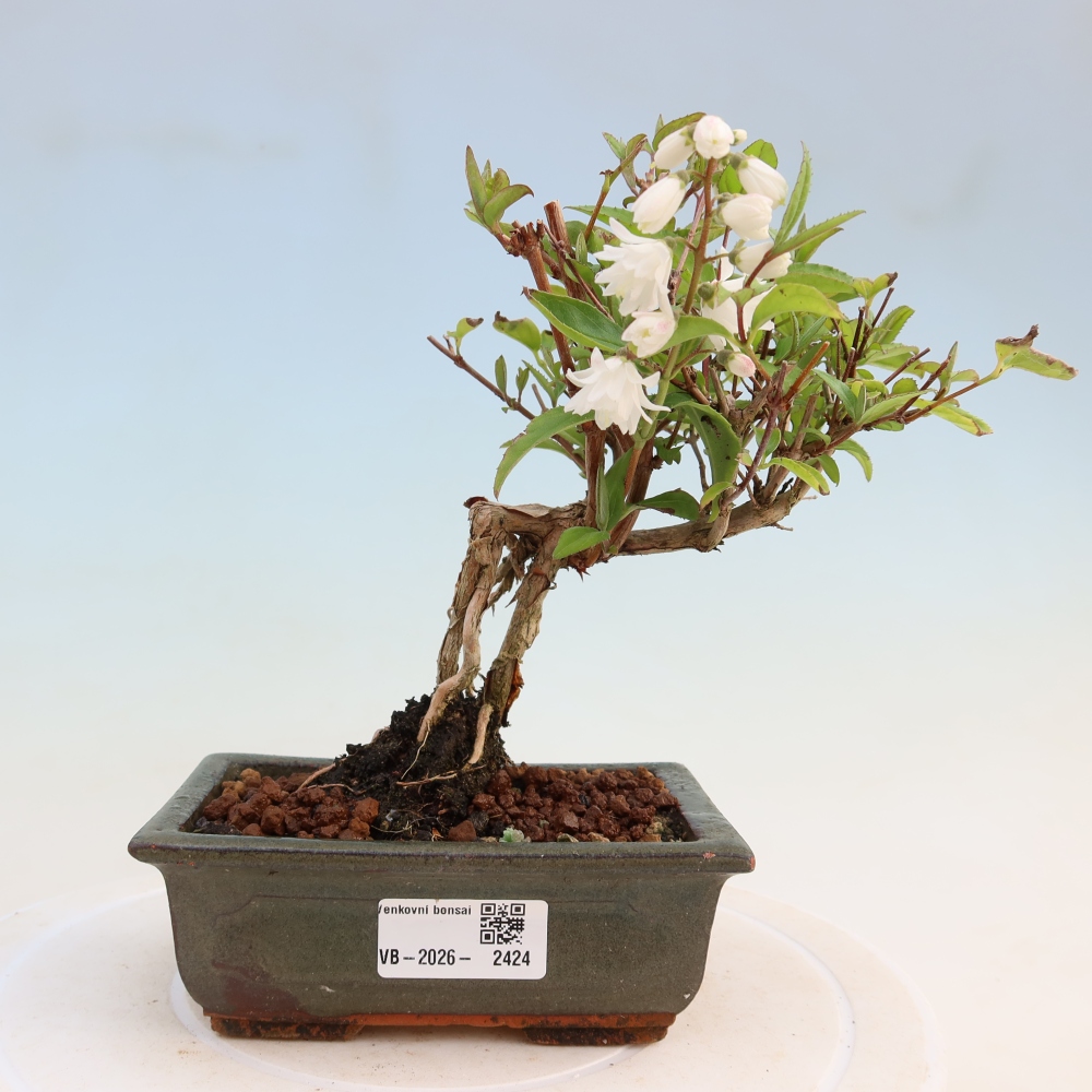 Bonsai für den Außenbereich – Deutzia scabra Candidissima – Trojpuk