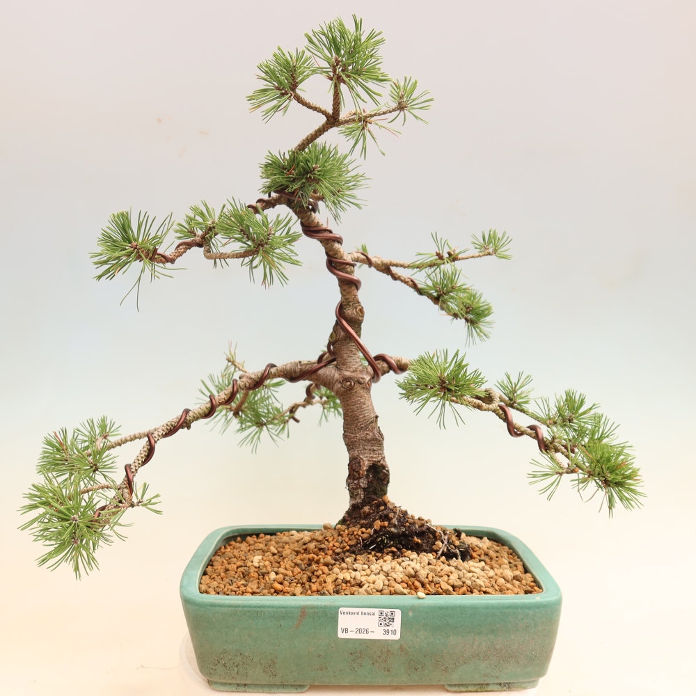 Bonsai für den Außenbereich – Pinus mugo Humpy – Zwergkiefer