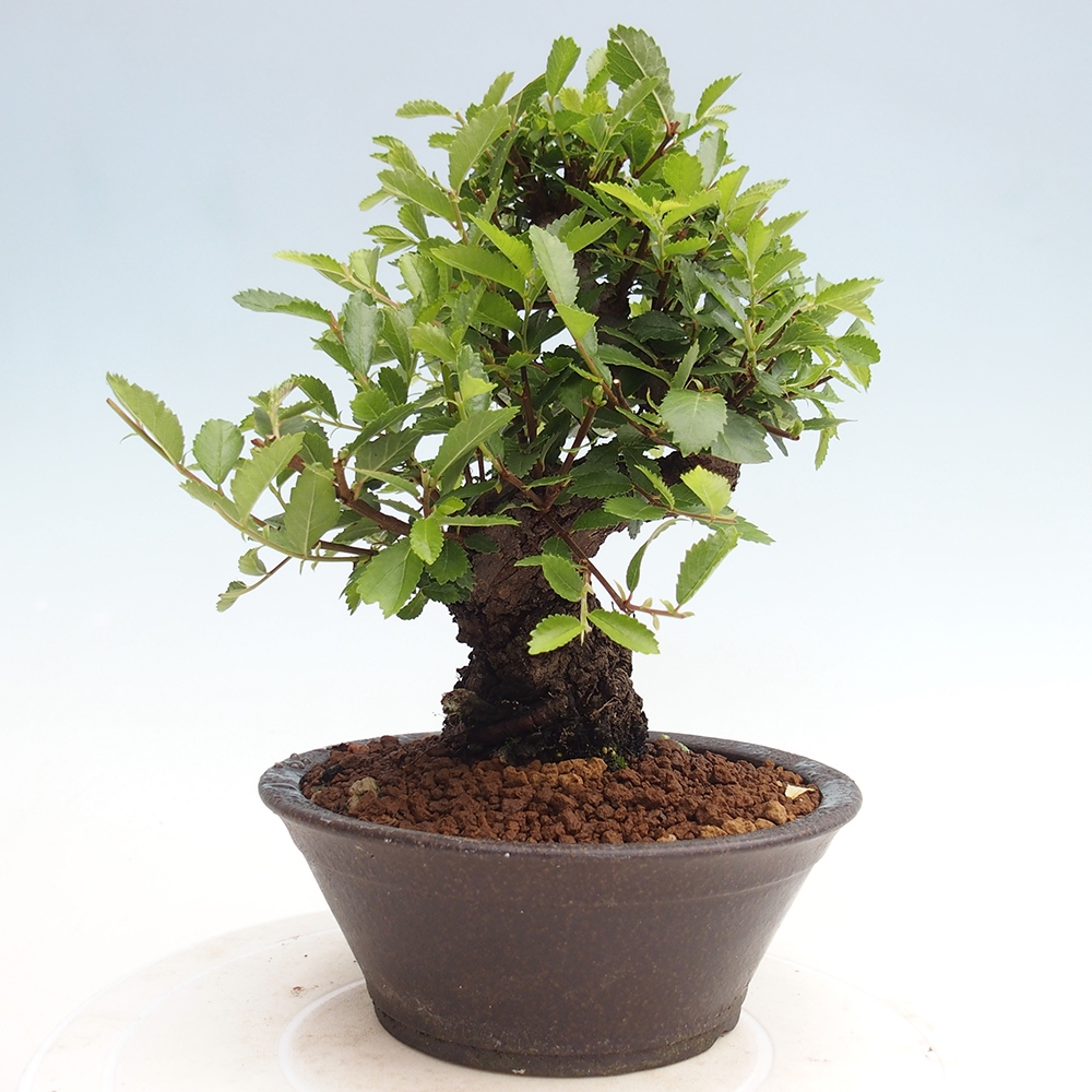 Bonsai im Freien - Zelkova - Zelkova NIRE