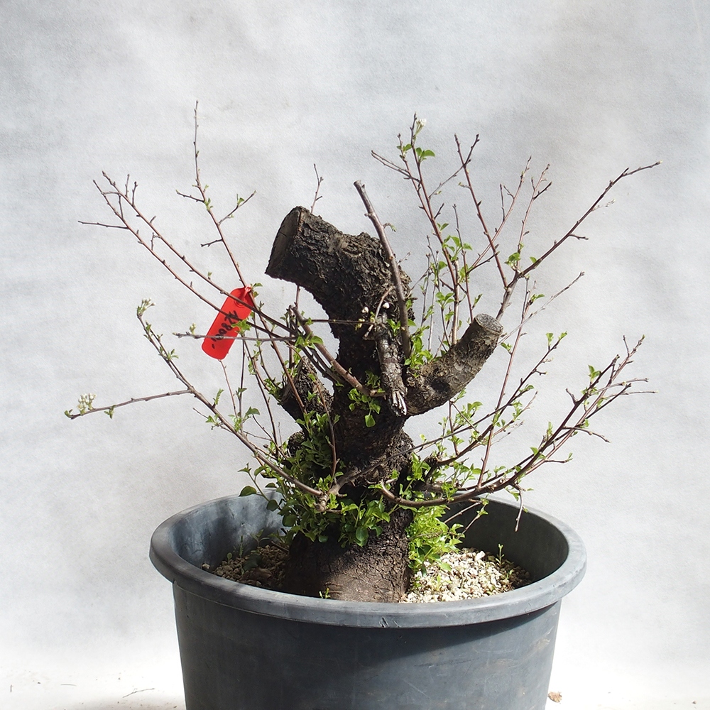 Outdoor Bonsai -Mahalebka - Prunus Mahaleb