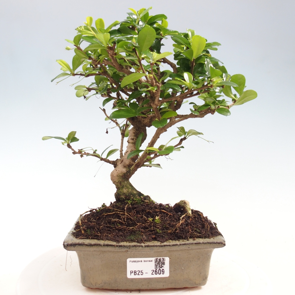 Zimmerbonsai - Carmona Macrophylla - Fuki-Tee