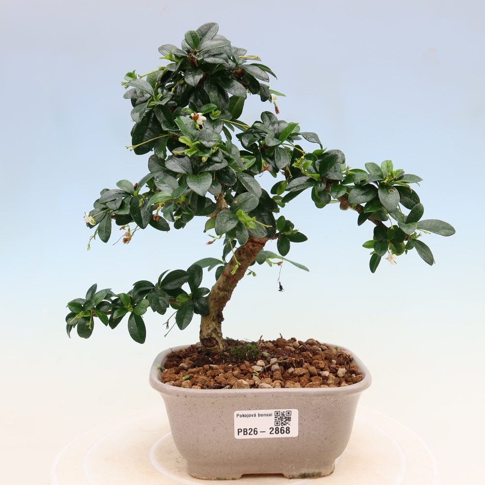 Zimmer-Bonsai - Carmona macrophylla - Tee-Fuki