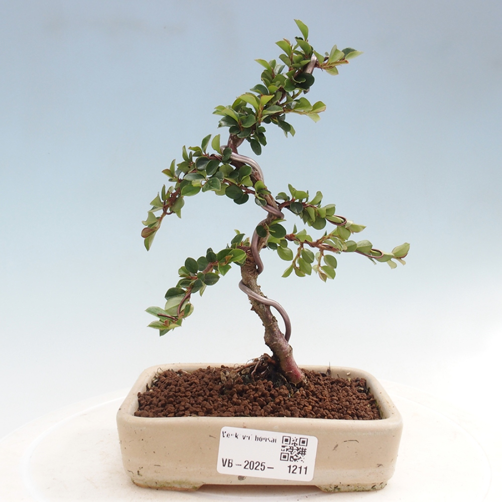 Bonsai im Freien - Cotoneaster horizontalis - Felsenbaum