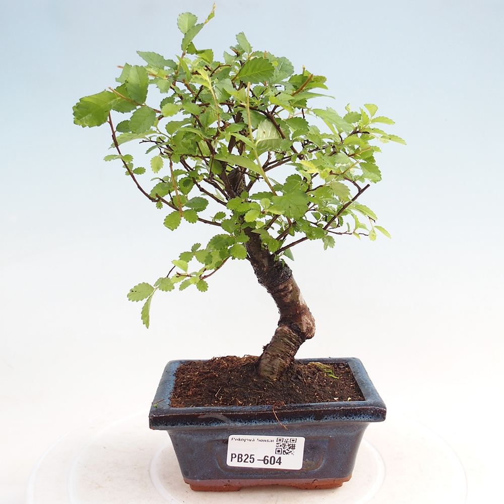 Zimmerbonsai - Ulmus parvifolia - Kleinblättrige Ulme