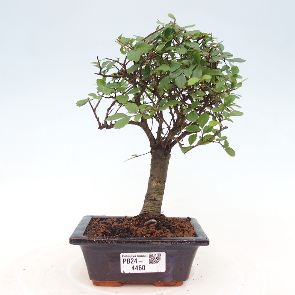 Zimmerbonsai - Ulmus parvifolia - Kleinblättrige Ulme