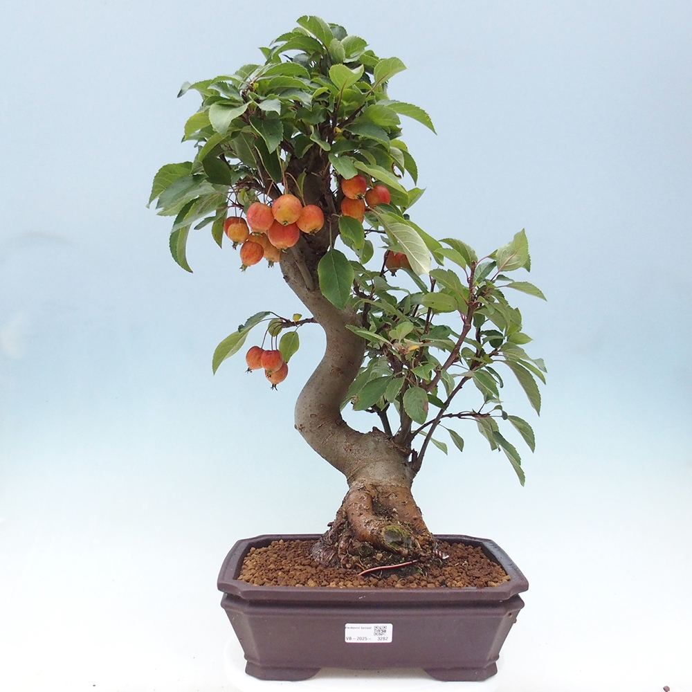 Bonsai im Freien - Malus halliana - Kleinfruchtiger Apfelbaum