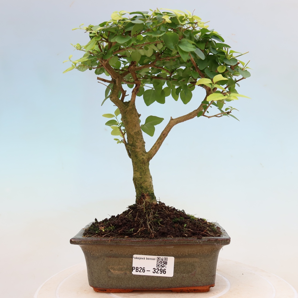 Zimmer Bonsai -Ligustrum chinensis - Vogelschnabel