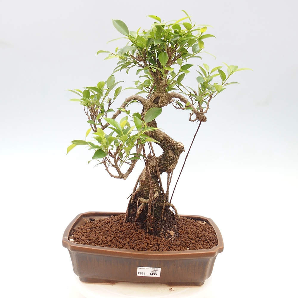Zimmerbonsai - Ficus kimmen - kleinblättriger Ficus