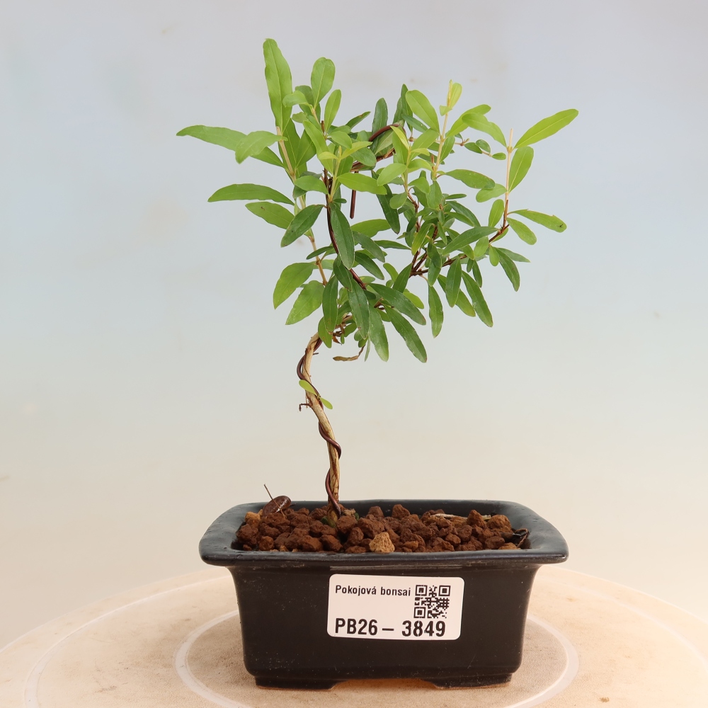 Zimmer-Bonsai-PUNICA granatum nana-Apfel-Granatapfel