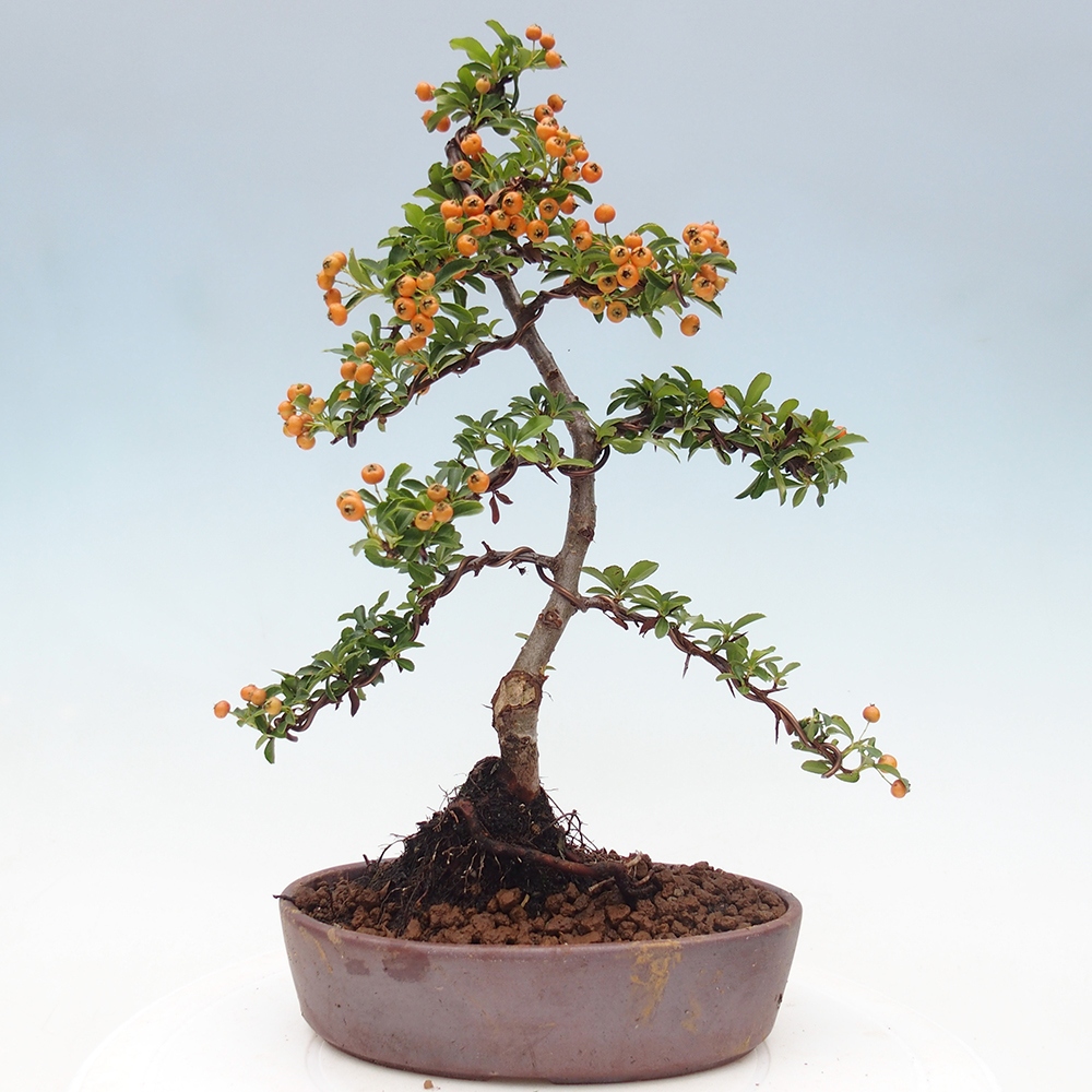 Outdoor Bonsai-Pyracanta Teton -Bäckerei