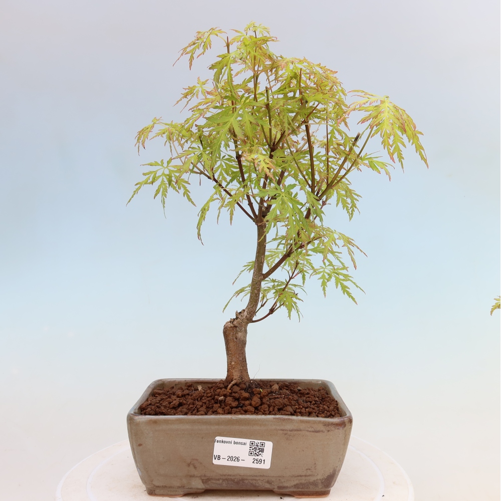 Bonsai für draußen - Acer palmatum Dissectum