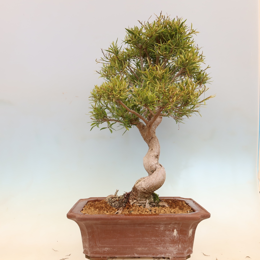 Zimmerbonsai - Ficus nerifolia - Kleinblättriger Ficus