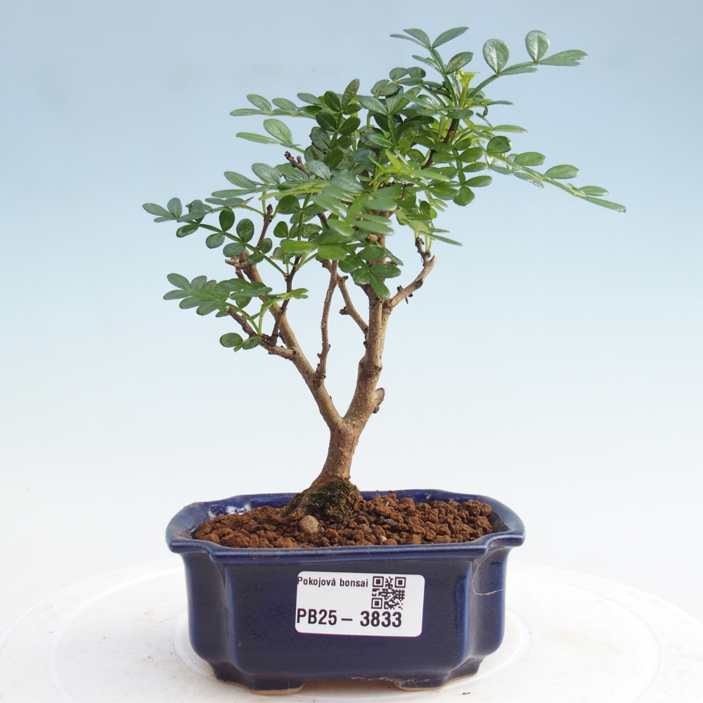 Zimmer Bonsai - Zantoxylum piperitum - Pfefferbaum PB220935