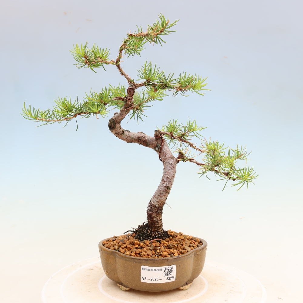 Bonsai für draußen -Larix decidua - Lärche