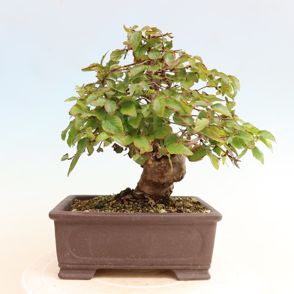 Bonsai für draußen -Carpinus CARPINOIDES - Koreanische Hainbuche