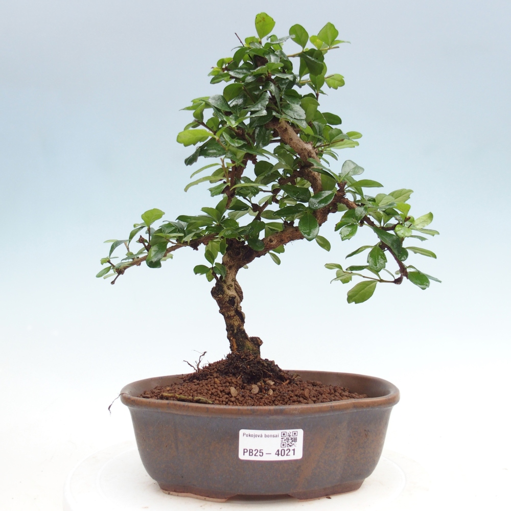 Zimmer-Bonsai - Carmona macrophylla - Tee-Fuki