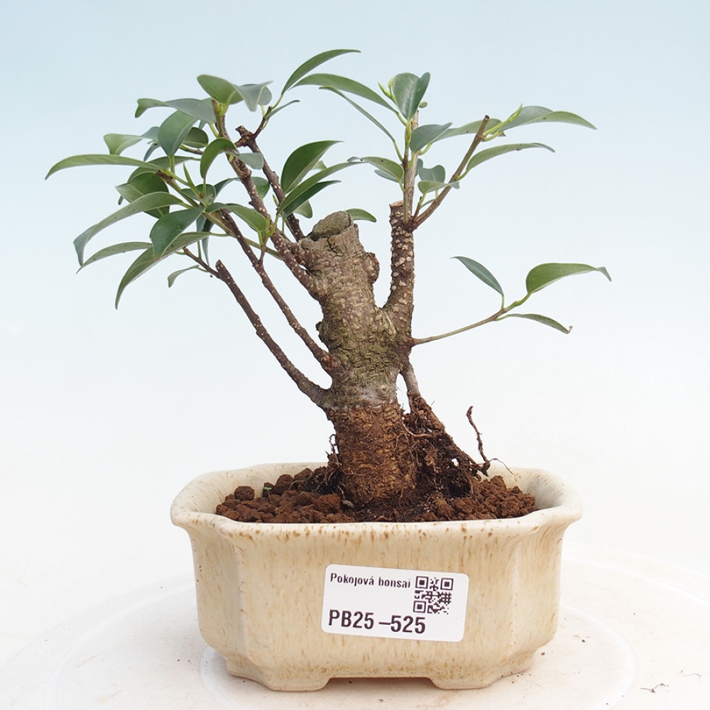 Zimmerbonsai - Kleinblättriger Ficus - Ficus kimmen