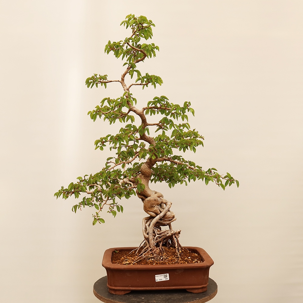 Bonsai im Freien - Carpinus Coreana - Koreanische Hainbuche