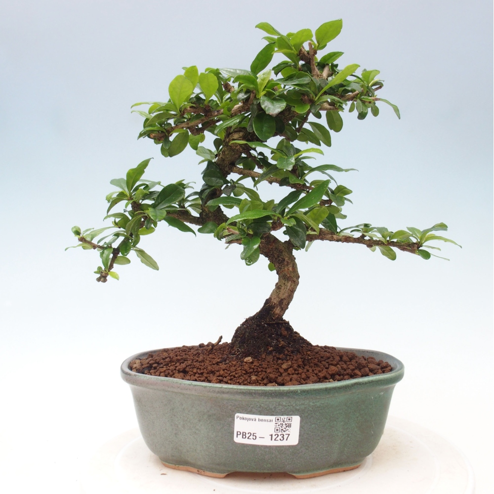 Zimmer Bonsai - Carmona macrophylla - Tea Fuki