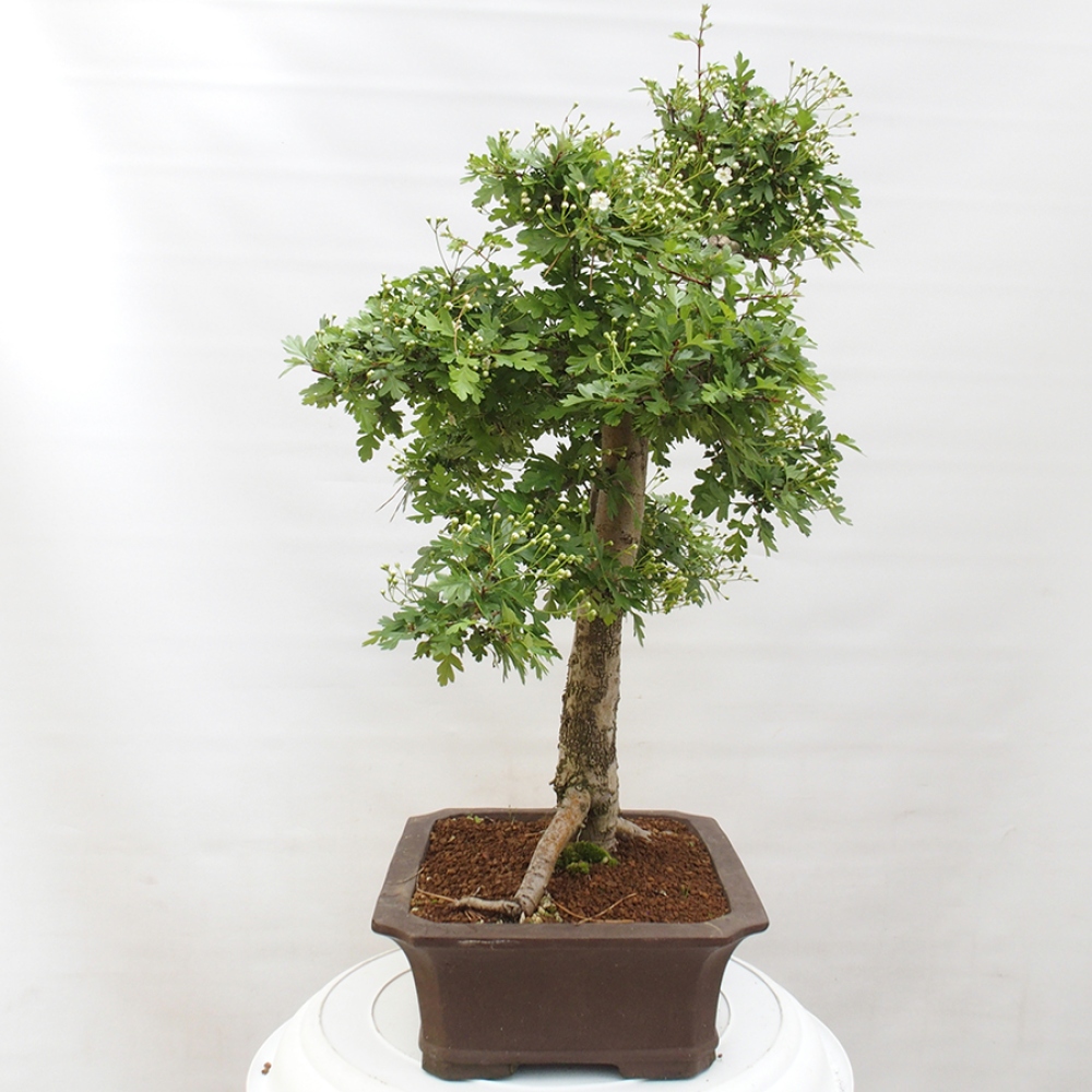 Bonsai im Freien - Weißdorn - Crataegus monogyna