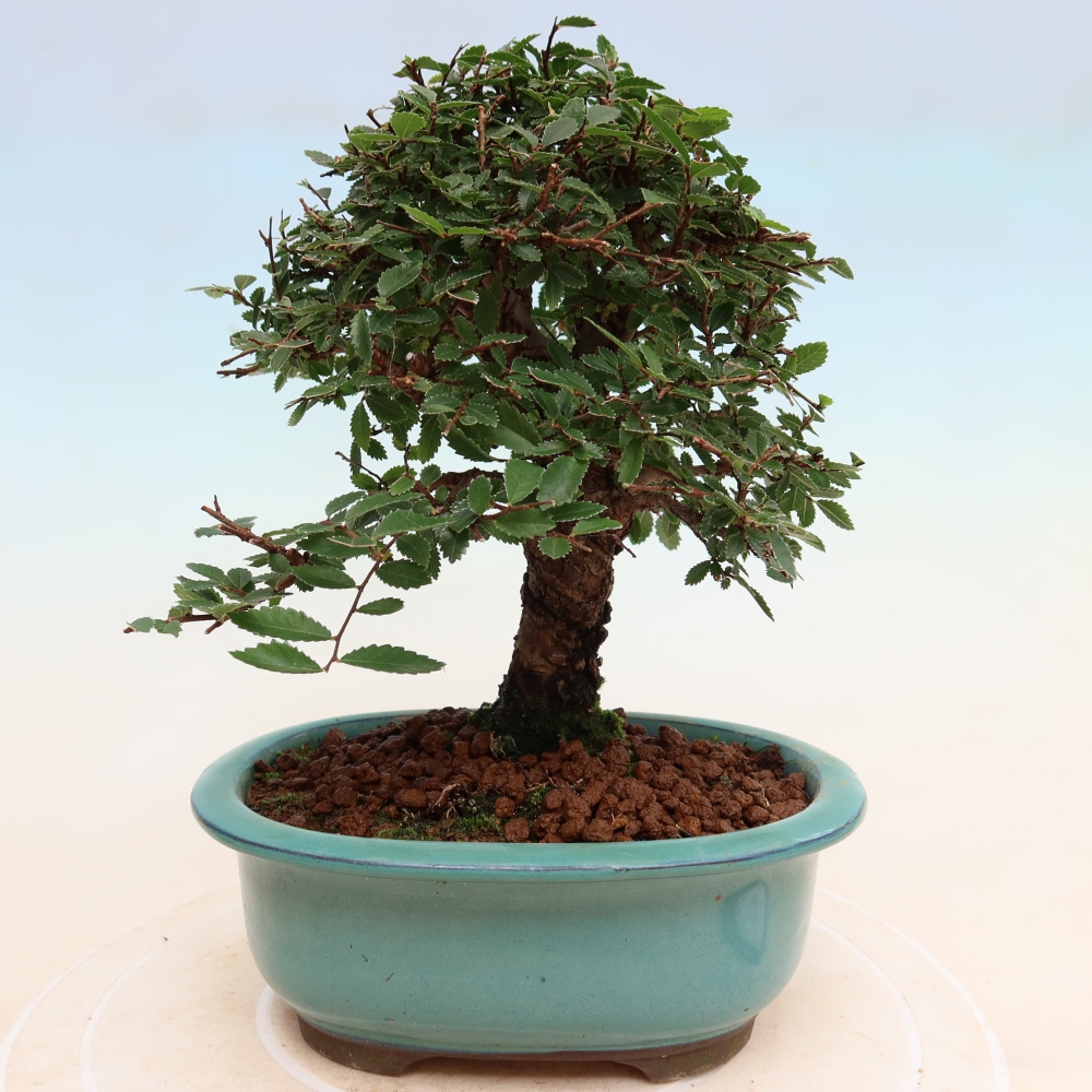 Bonsai für draußen - Zelkova - Zelkova NIRE