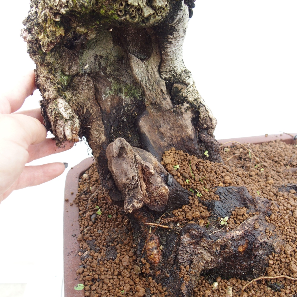 Yamadori - Quercus Ilex - Steineiche