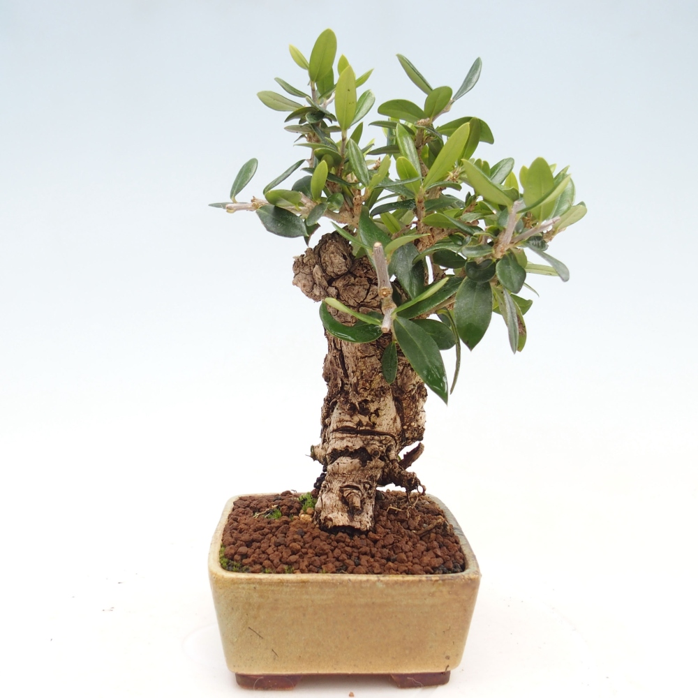 Indoor-Bonsai - Olea europaea sylvestris - Europäisches kleinblättriges Olivenöl