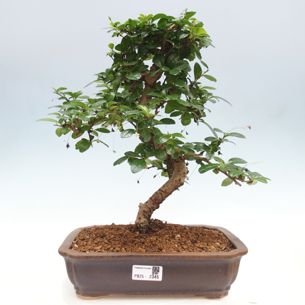 Zimmer Bonsai - Carmona macrophylla - Tea Fuki