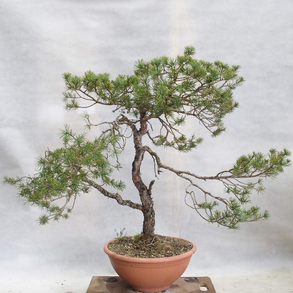 Yamadori - Pinus sylvestris 