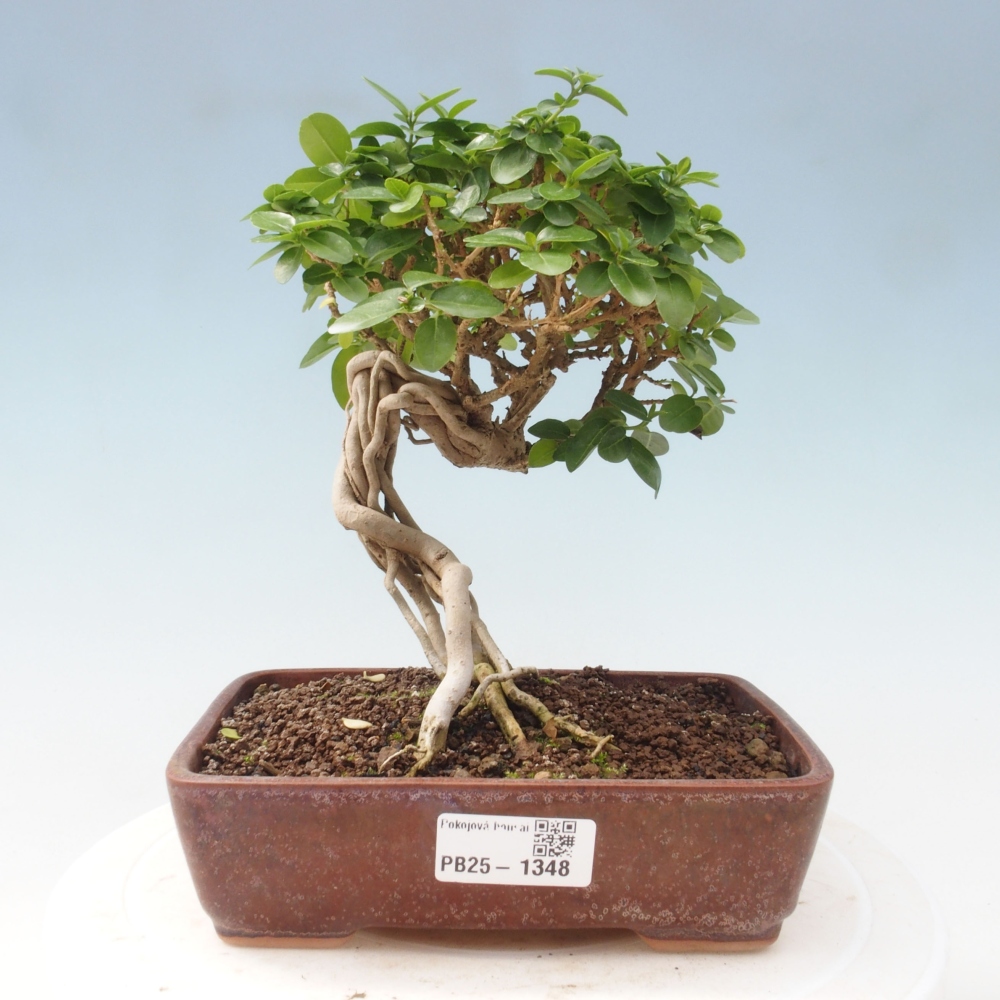 Zimmerbonsai - Premna serratifolia - Kozlovon kleinblättrig