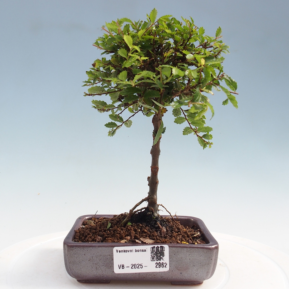 Bonsai im Freien - Ulmus parvifolia Sagei - Kleinblättrige Ulme