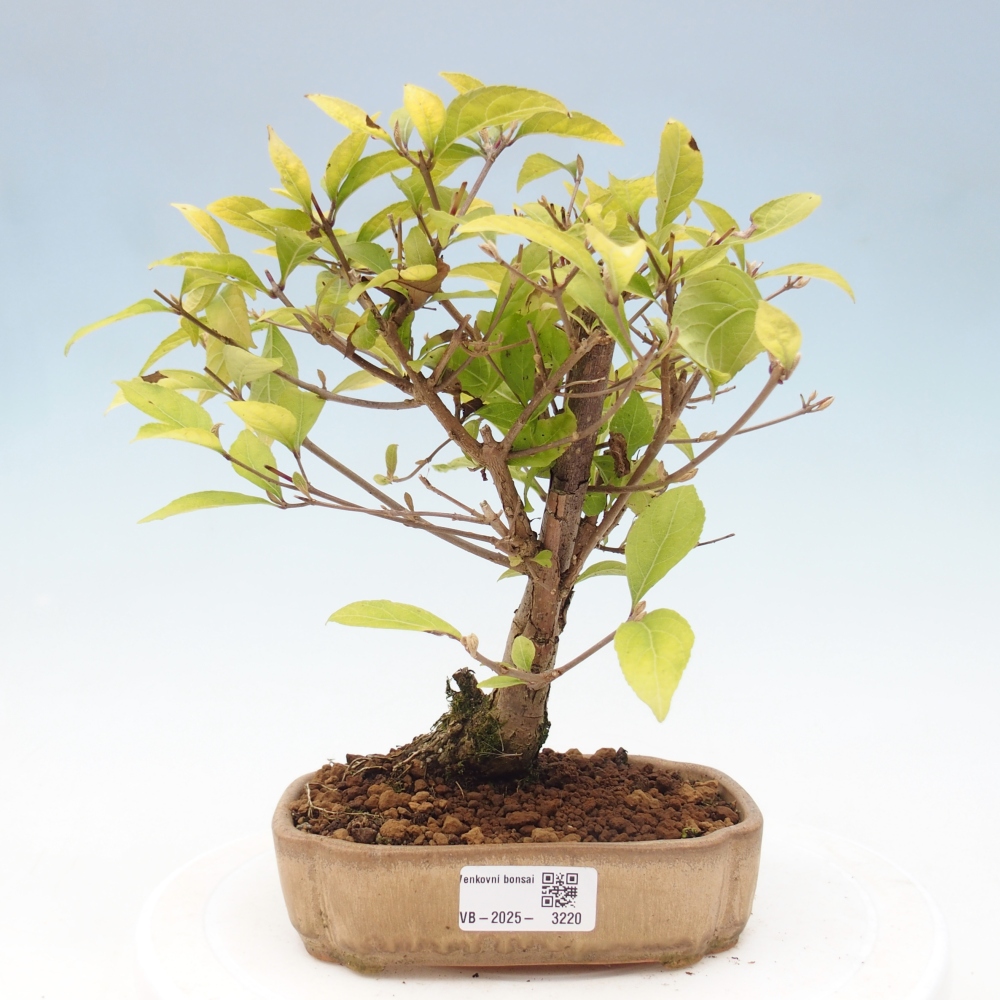 Bonsai im Freien - wunderschöne Pflanze - Callicarpa japonica
