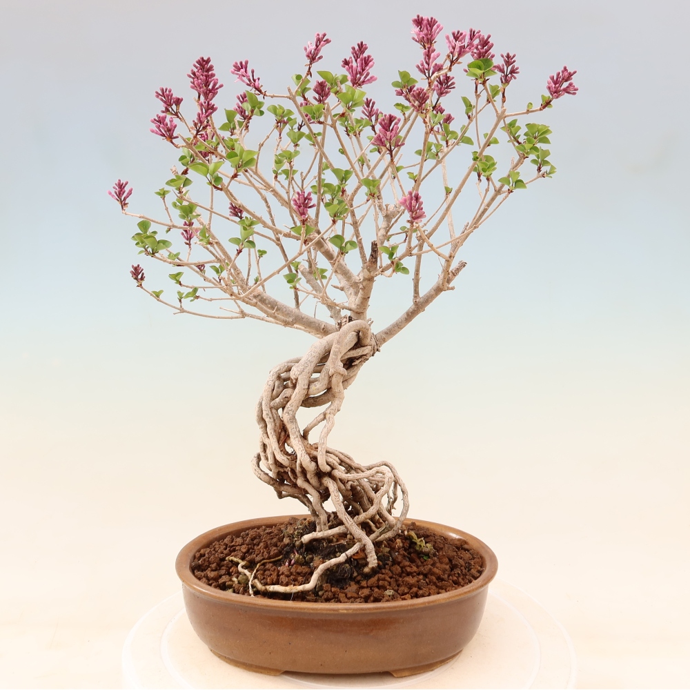 Bonsai für draußen - Syringa microphylla - Kleinblütiger Flieder