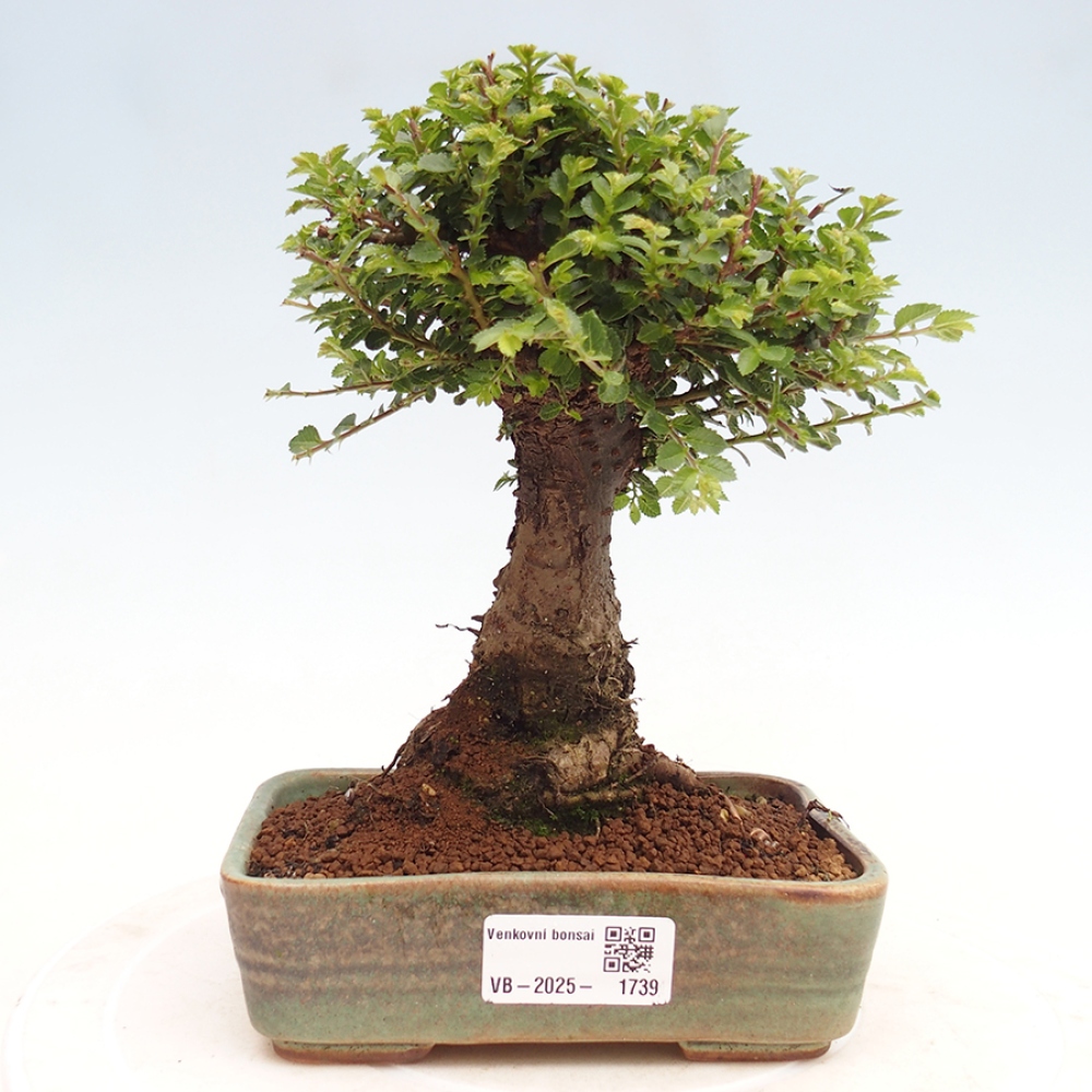 Bonsai im Freien - Ulmus parvifolia Hokkaido - Chinesische Ulme