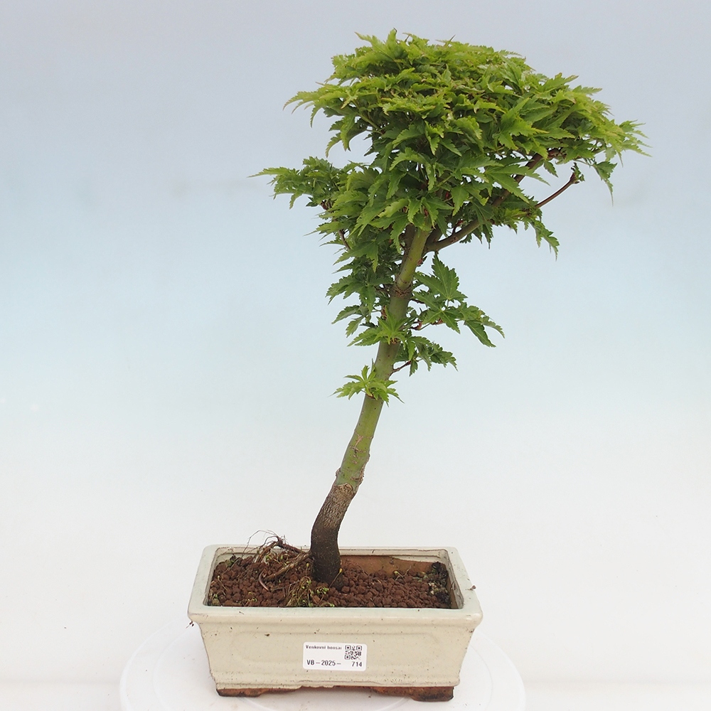 Bonsai im Freien - Acer palmatum Shishigashira-Ahorn