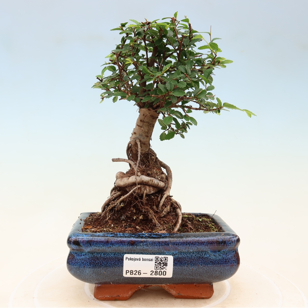 Zimmerbonsai - Ulmus parvifolia - Kleinblättrige Ulme