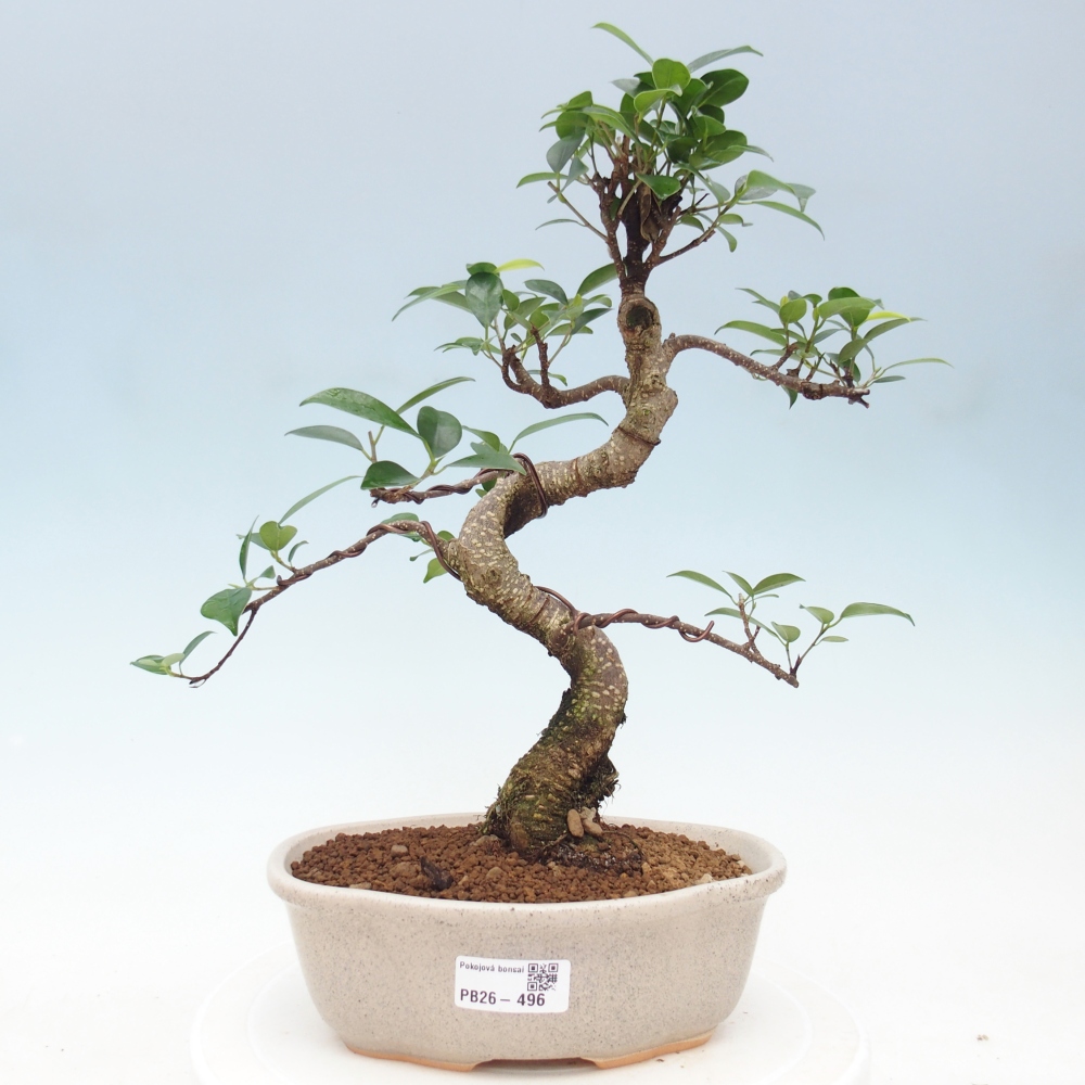 Zimmerbonsai - Ficus retusa - Kleinblättriger Ficus