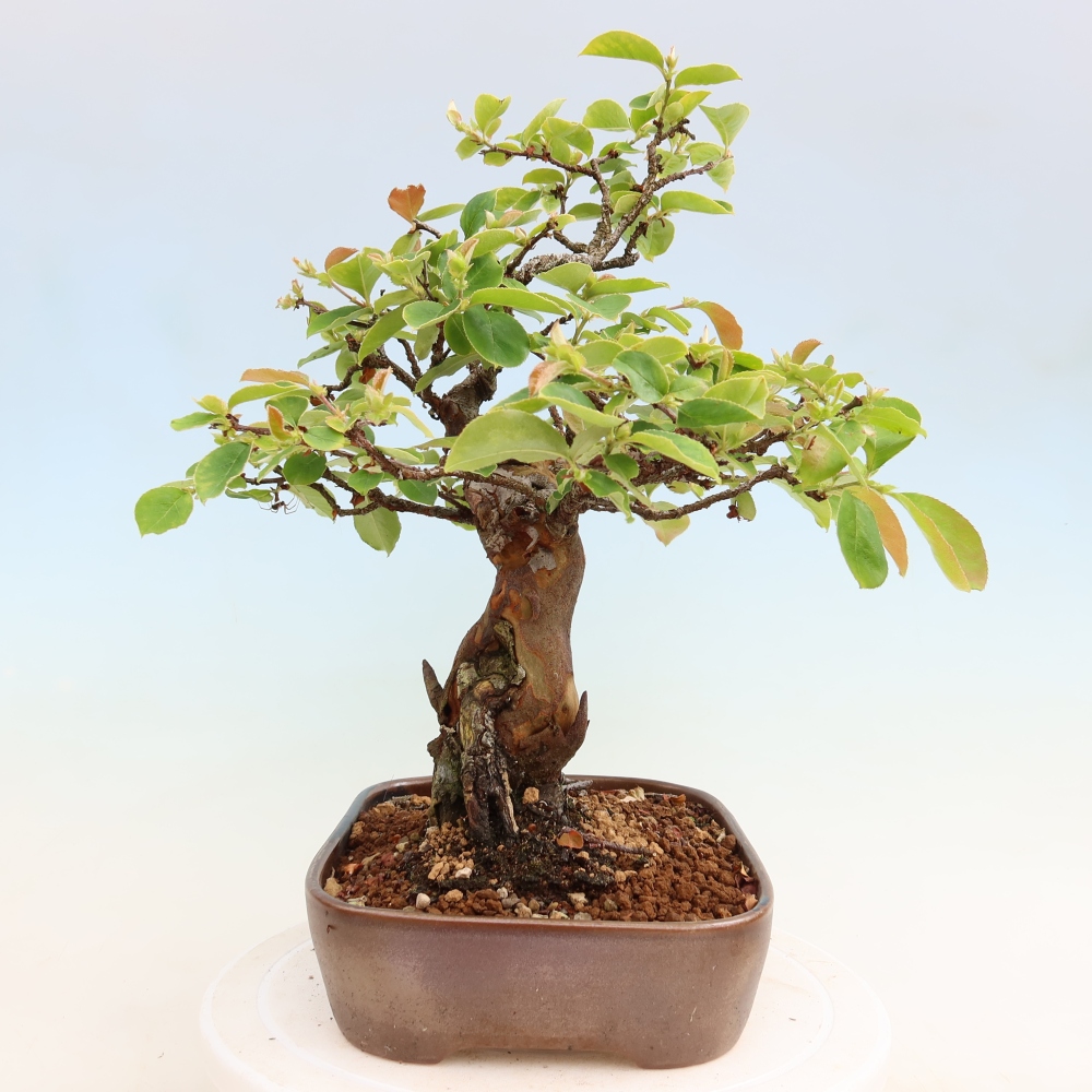 Bonsai für draußen - Pseudocydonia sinensis - Chinesische Quitte