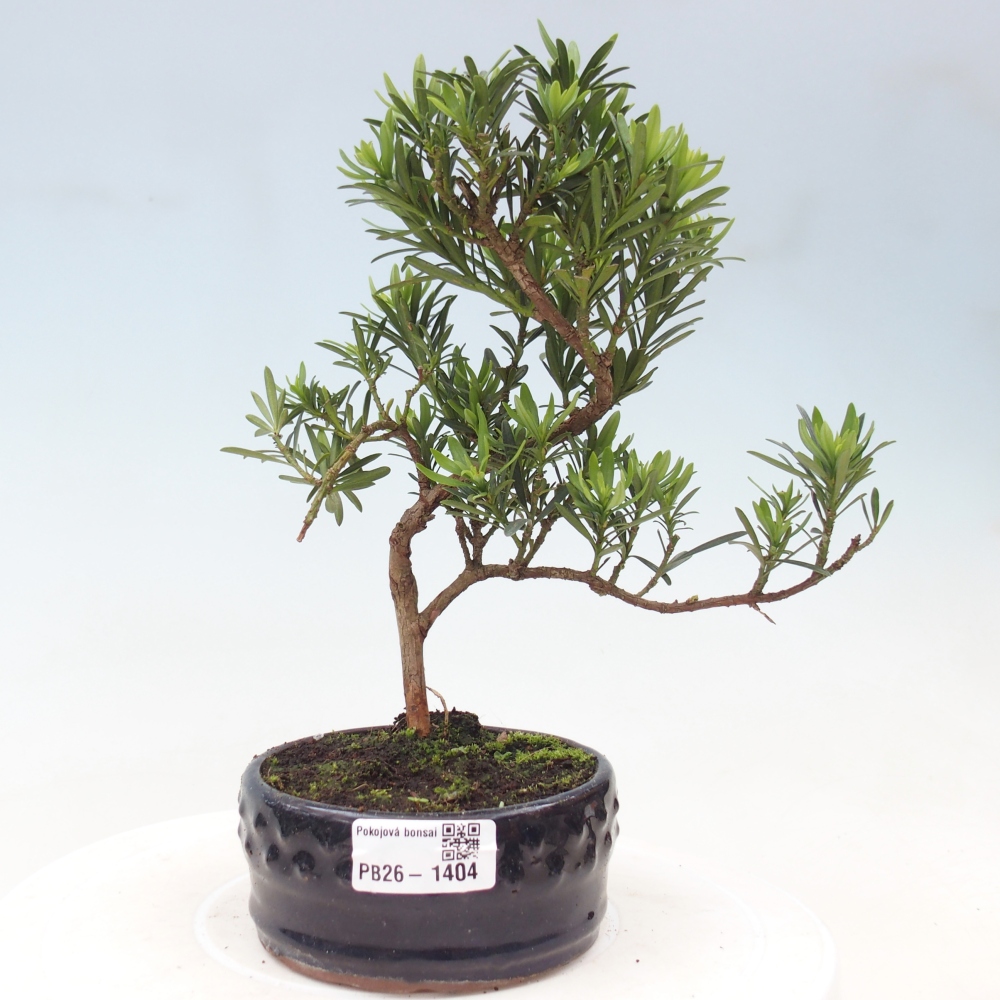 Zimmerbonsai - Podocarpus - Stein-Eibe