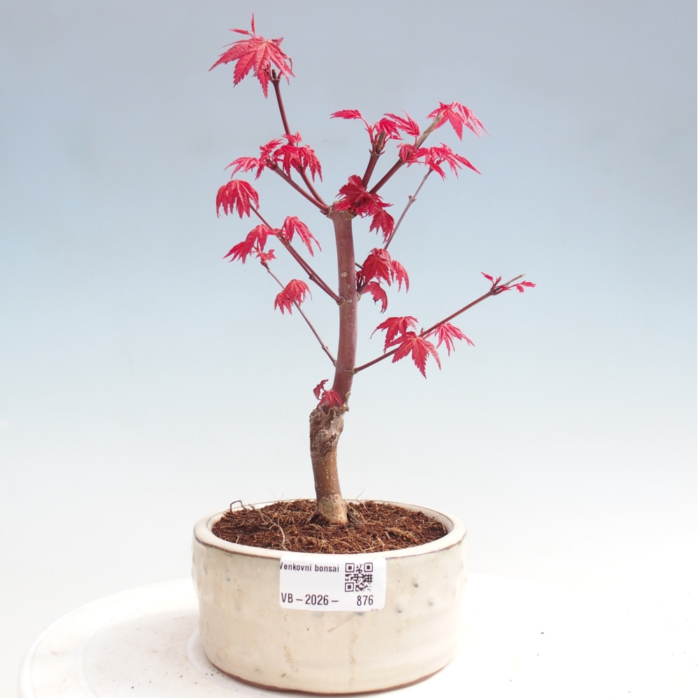 Bonsai für draußen - Acer palmatum DESHOJO