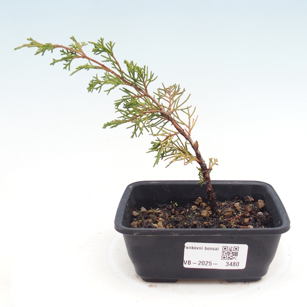 Bonsai für draußen - Juniperus chinensis Itoigawa