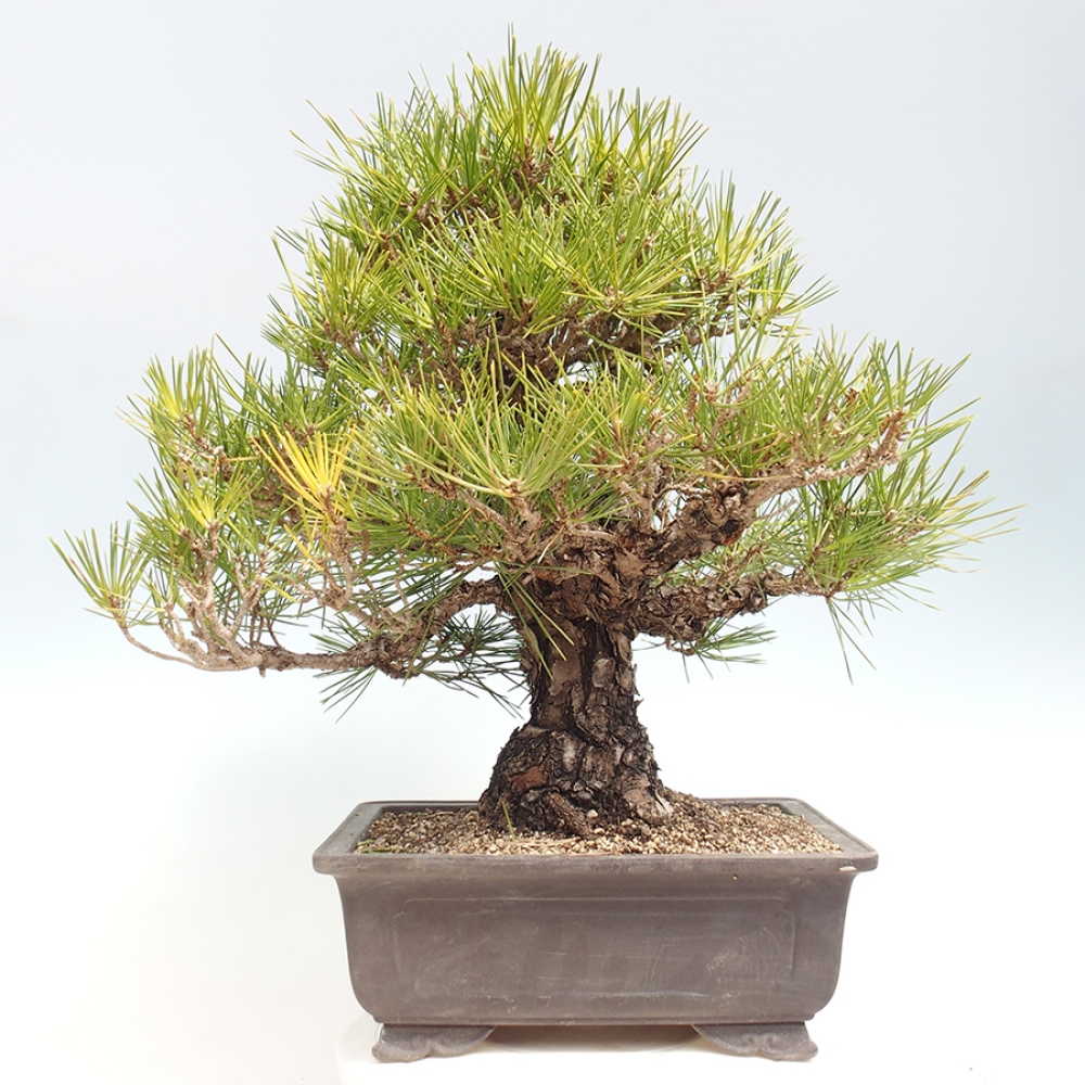 Bonsai für draußen - Pinus thunbergii - Thunberg-Kiefer