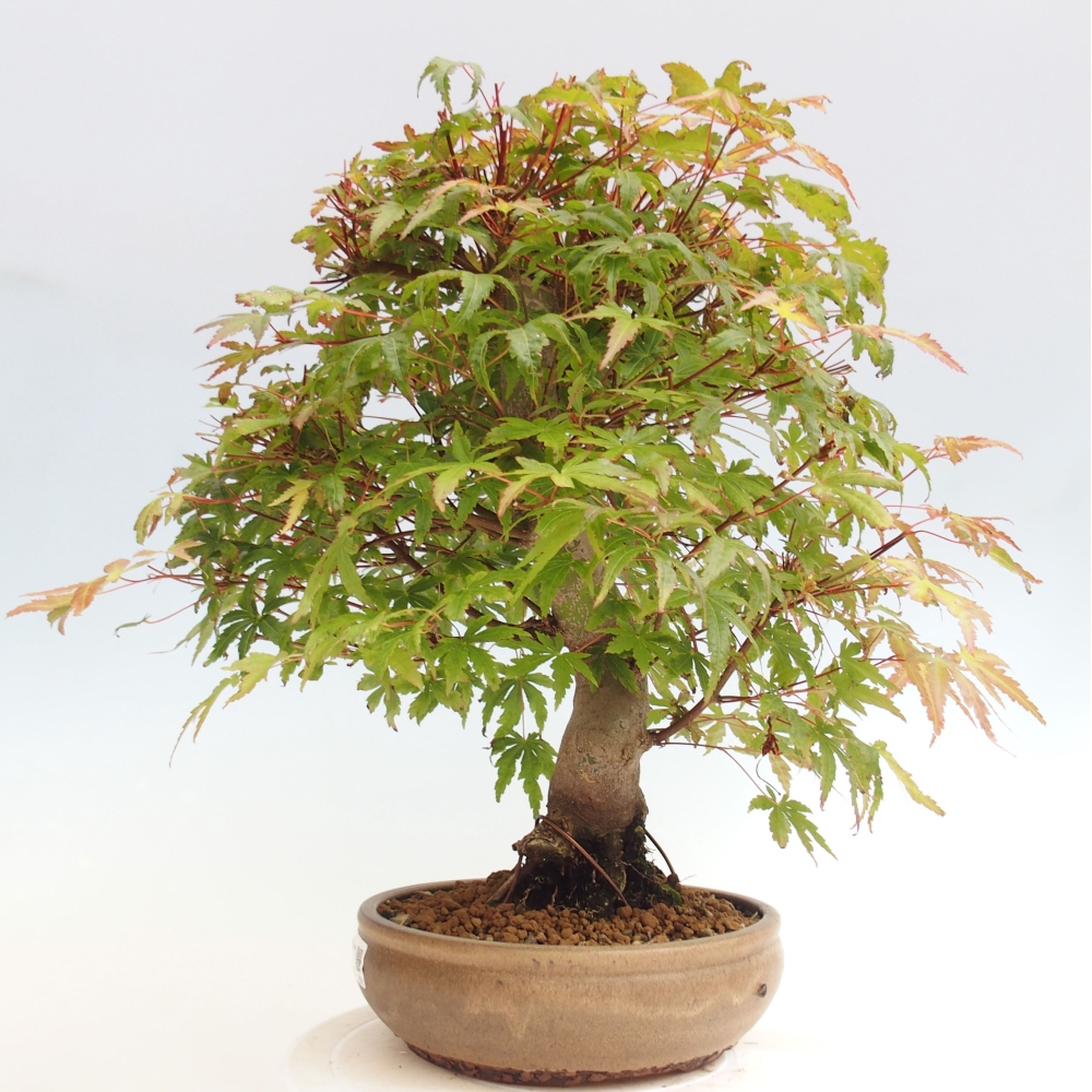 Bonsai im Freien – Ahorn – Acer palmatum