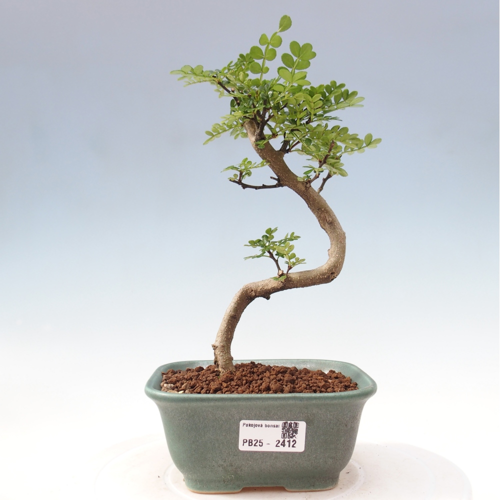 Zimmerbonsai - Zantoxylum piperitum - Pfefferminze
