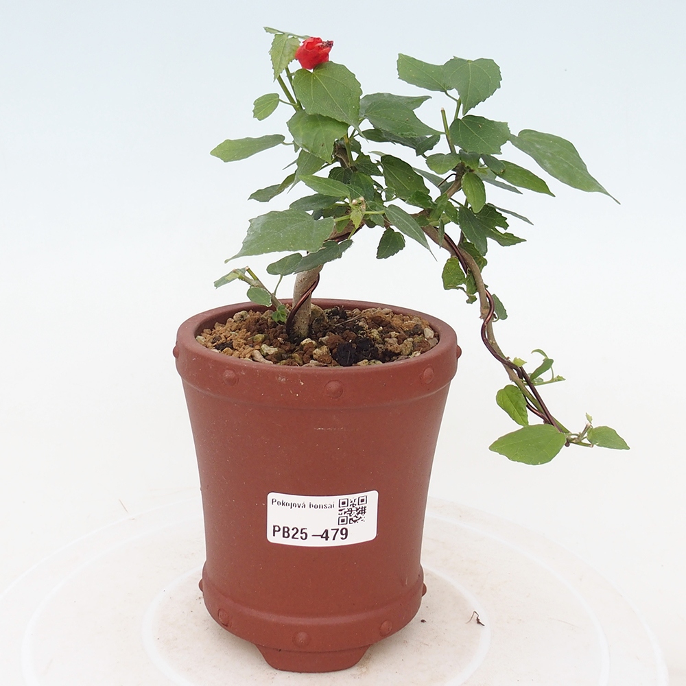 Zimmerbonsai - Malvaviscus arboreus - holziger Hibiskus