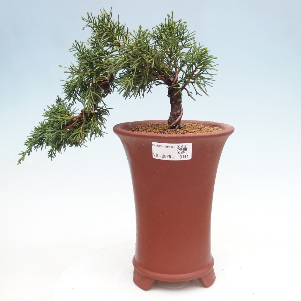 Bonsai im Freien - Juniperus chinensis Kishu - Chinesischer Wacholder